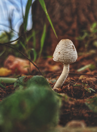 Psychedelics in Therapeutic Practice: An In-depth Exploration