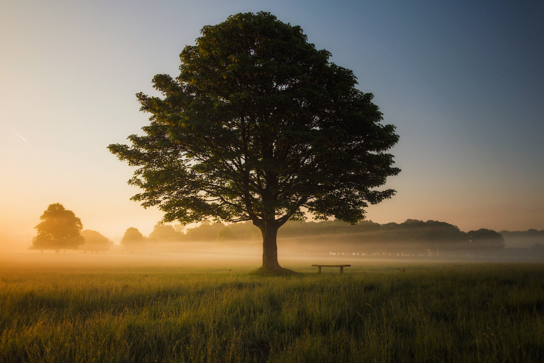 Tee Tree Oil 